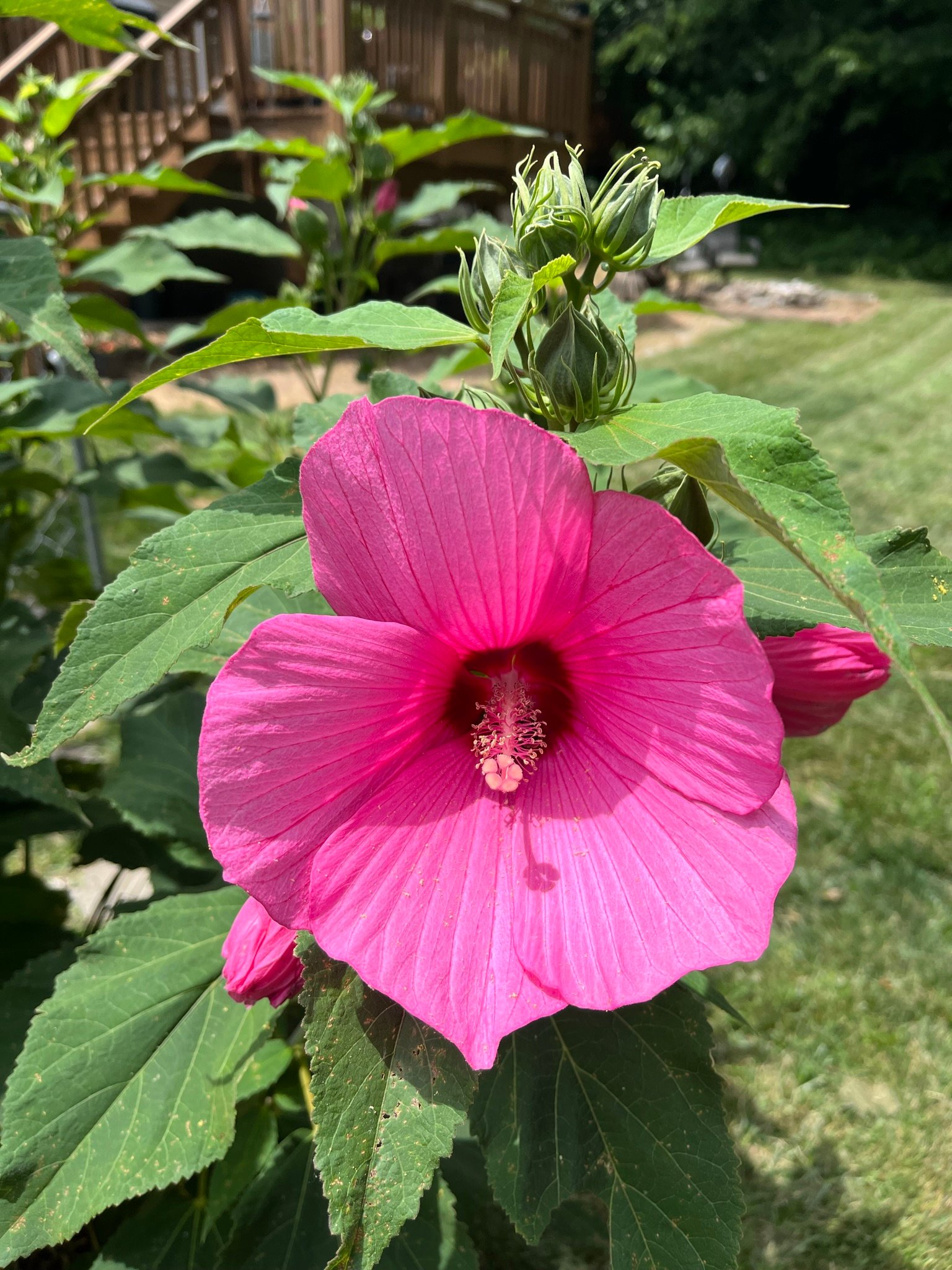 Pink hibiscus blossom